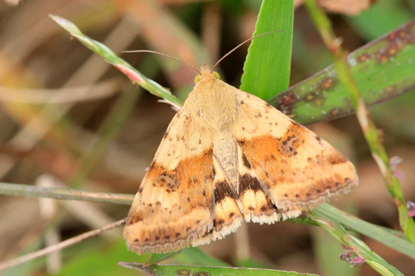güveler böcek bitki üzerinde