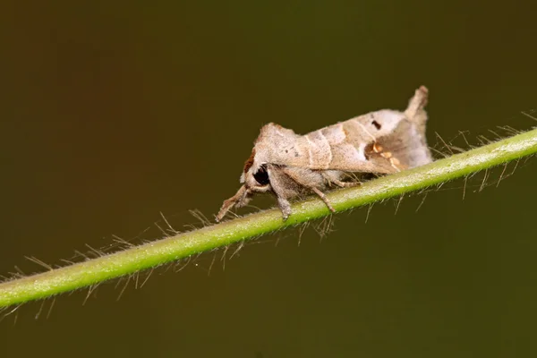 Moths insect lurking on plant stem — Stock Photo, Image