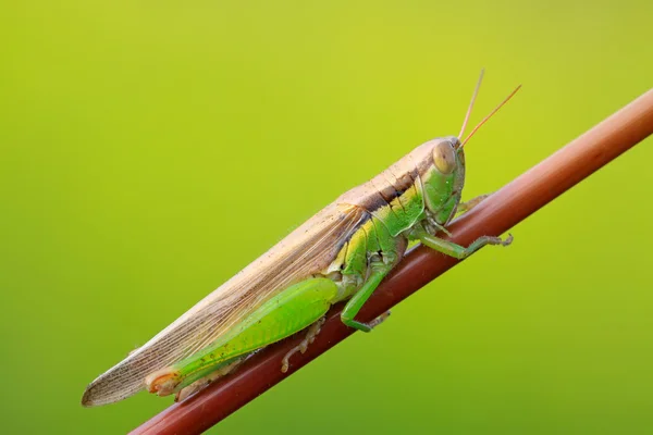 Oxya owadów grasshopper — Zdjęcie stockowe