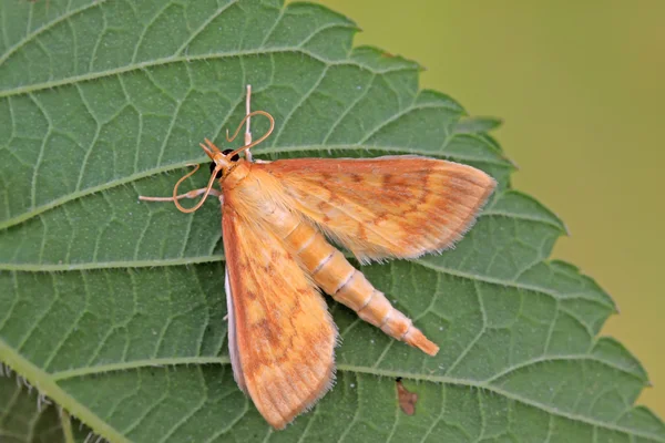 Papillons insectes sur les feuilles — Photo