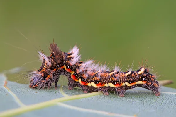 Kelebek larva yaprak üzerinde