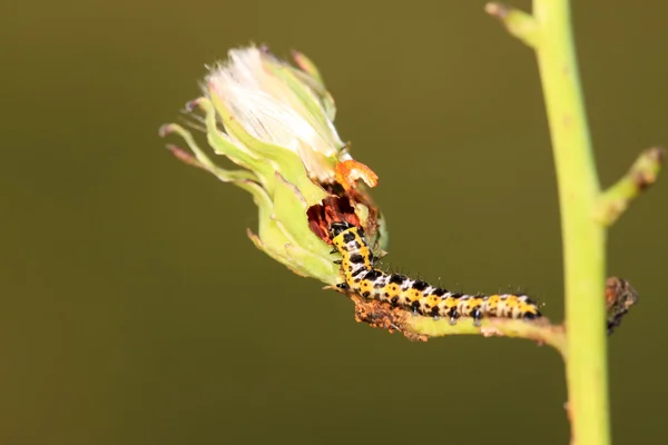 Larva de mariposa planta de mascar —  Fotos de Stock