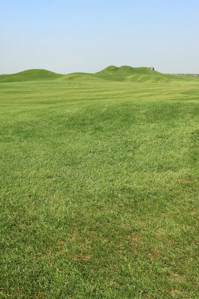 Трава на поле для гольфа — стоковое фото