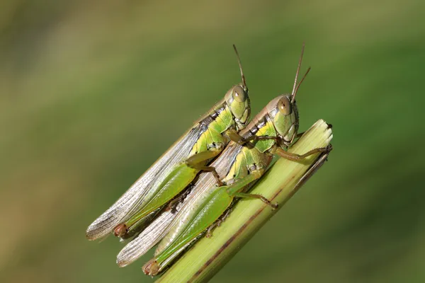 Mating locust insects — Stock Photo, Image