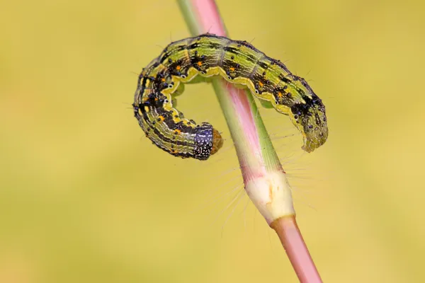 Larva de borboleta no caule da planta Imagem De Stock