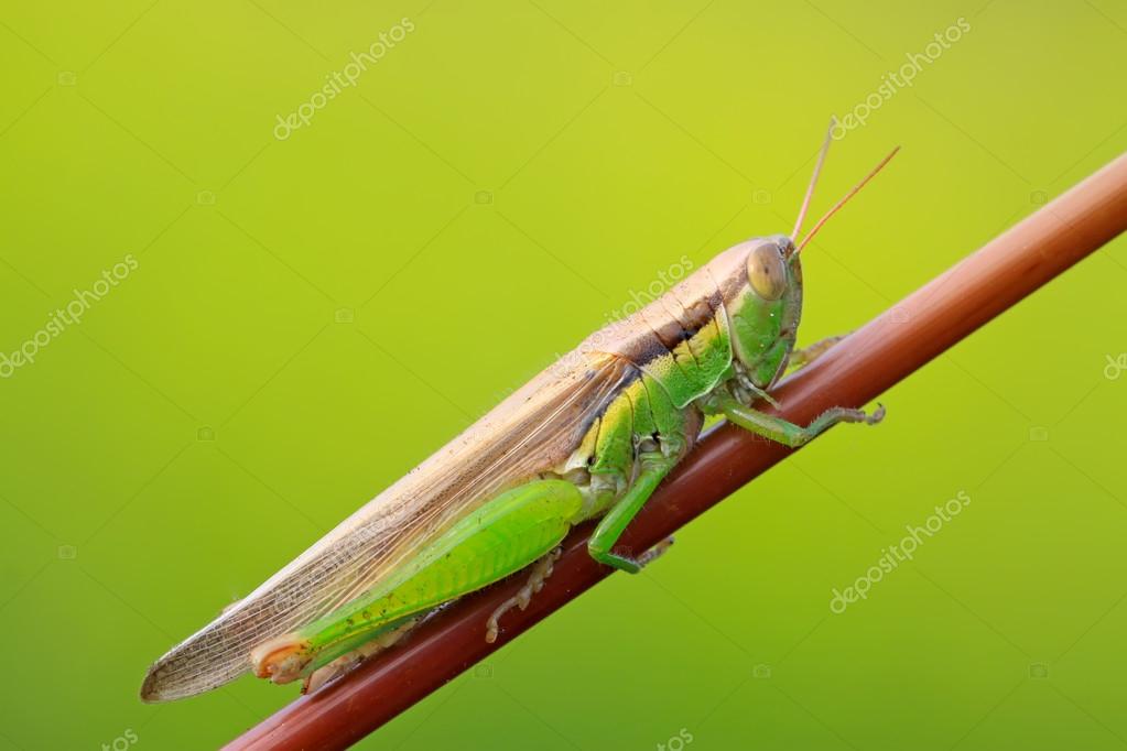 grasshoppers #hashtag