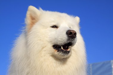 Sevimli beyaz Samoyed köpek