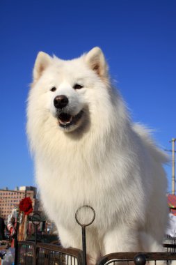 Sevimli beyaz Samoyed köpek