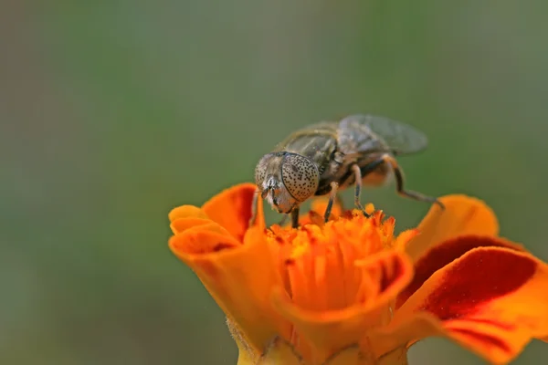 Syrphidae hmyz na květ — Stock fotografie
