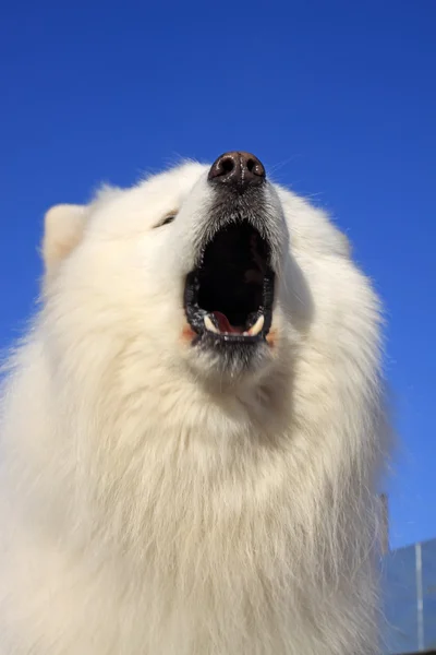 可爱的白色萨摩耶德犬 — 图库照片