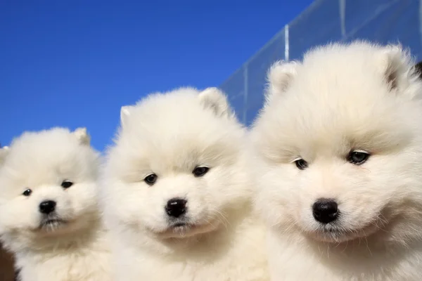 Chiots samoyed mignons — Photo