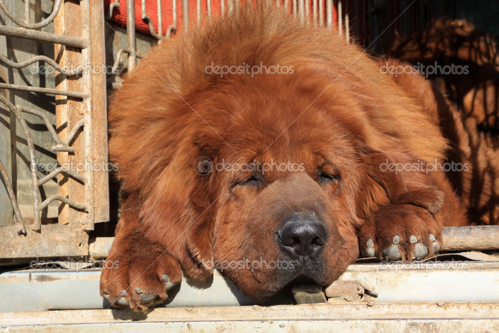 Tibetan mastiff dog Stock Photo by ©lnzyx 50839593