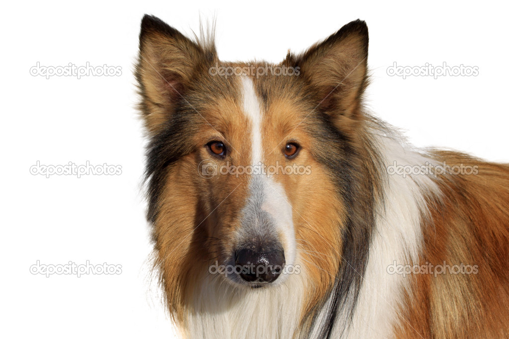 scottish collie dog