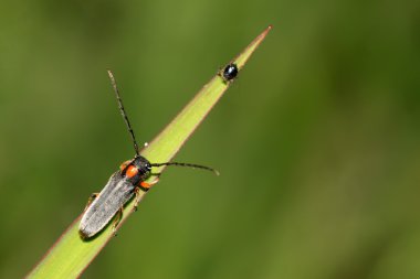 Coleoptera cerambycidae böcekler