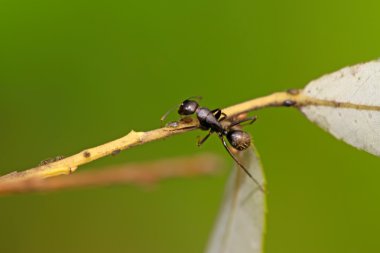 Camponotus japonicus