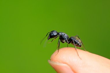 Camponotus japonicus