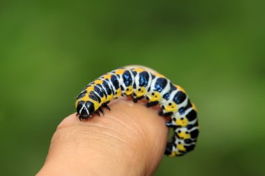 larva kişinin parmak içinde kelebekler
