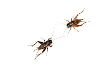 böcekler - cırcır böceği