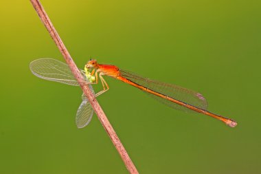 Predator yusufçuklar