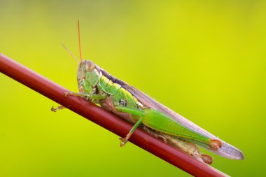 oxya bitki kök gözlemliyor