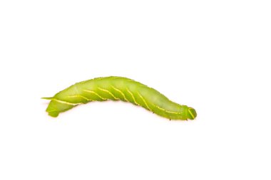 chanis bilin eata walker