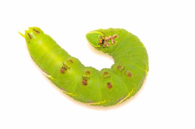 chanis bilin eata walker