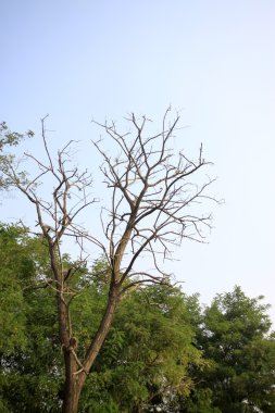 Mavi gökyüzü, ağaçlar 