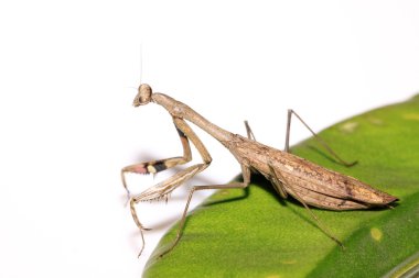 bir peygamber devesi, onun pençeleri çizgili renkli 