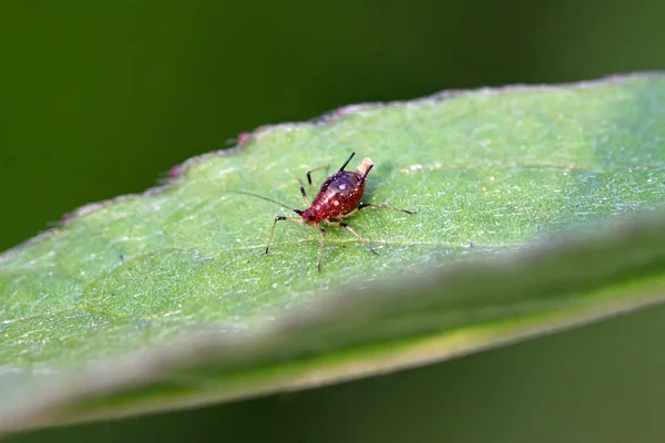 Aphid on a green leaf — Stock Photo, Image