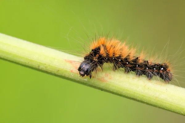 Une chenille sur la tige de la plante — Photo