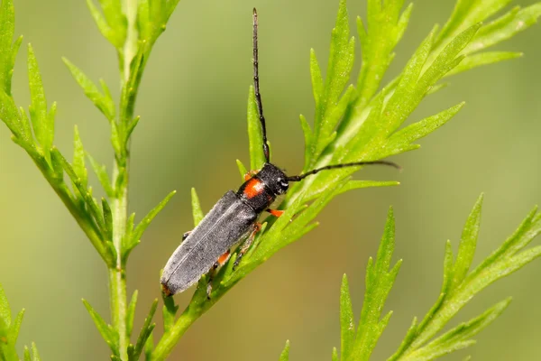 Κολεόπτερα cerambycidae έντομα — Φωτογραφία Αρχείου