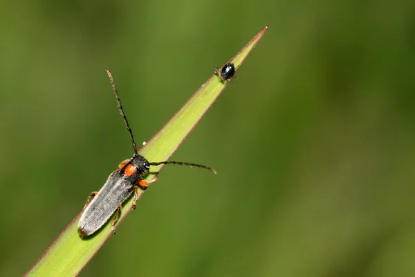 Coleoptera cerambycidae rovarok — Stock Fotó