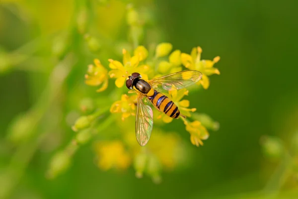 Syrphidae insectos — Foto de Stock