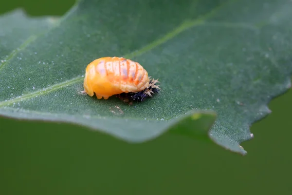 Insect pupae of harmonia axyridis — 图库照片