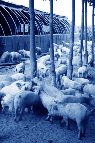Çiftlikteki domuzlar — Stok fotoğraf