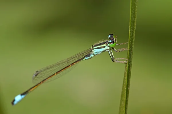 Damsel-fly on the grass — Stock Photo, Image