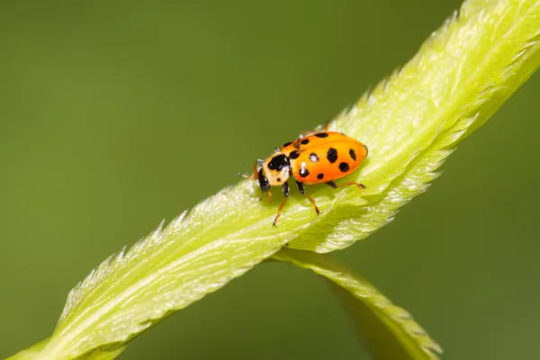 Joaninha na folha verde — Fotografia de Stock