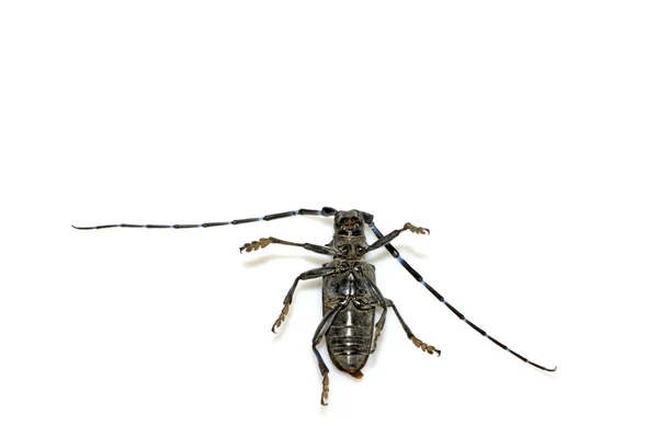 Anoplophora — Stockfoto