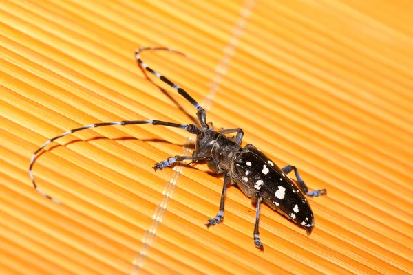 Anoplophora — Stockfoto