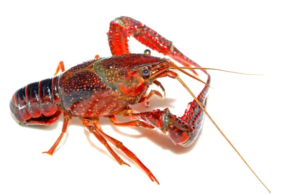 Crayfish — Stock Photo, Image