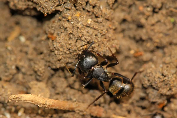 Siyah karıncalar — Stok fotoğraf
