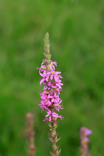 Lythrum salicaria flores —  Fotos de Stock