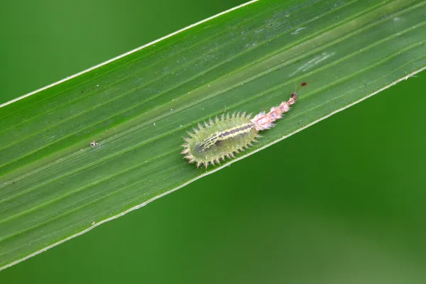 Insectes des coléoptères — Photo