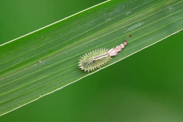 Coleoptera insects — Stock Photo, Image