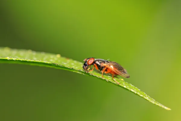 Hmyz muscidae — Stock fotografie