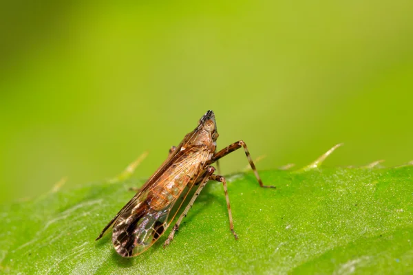 Homoptera insects — Stock Photo, Image