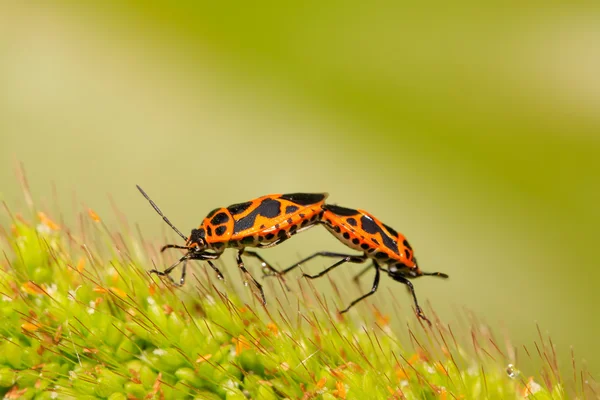 Két stinkbugs — Stock Fotó