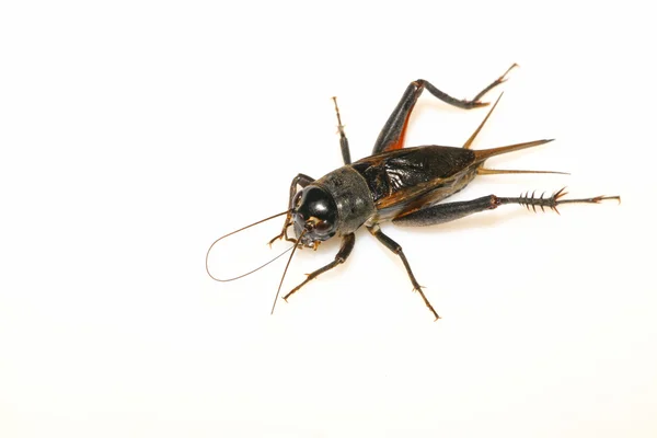 Insekten - Grillen — Stockfoto