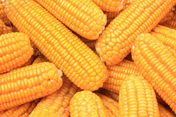 Material bonzi de maíz — Foto de Stock
