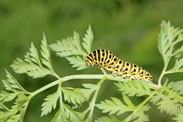 Schmetterlingslarve in einem Blatt — Stockfoto